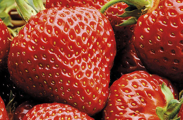 Erdbeeren vom Hof Soltau