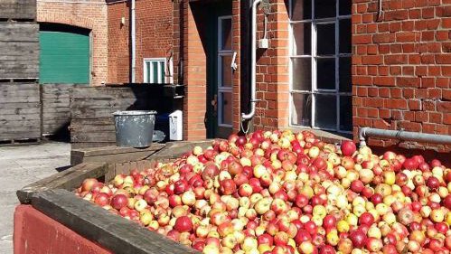 Äpfel für den Streuobst-Apfelsaft